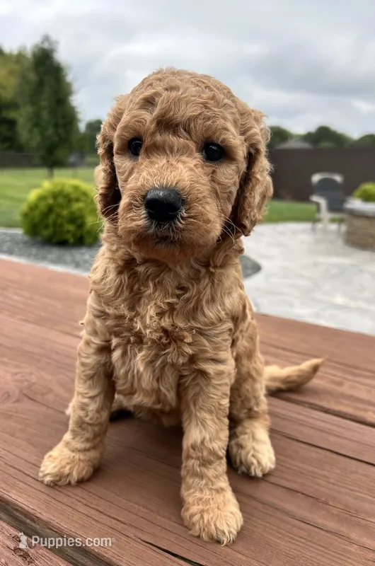 Female 3 – Goldendoodle puppy for sale in Linn, MO