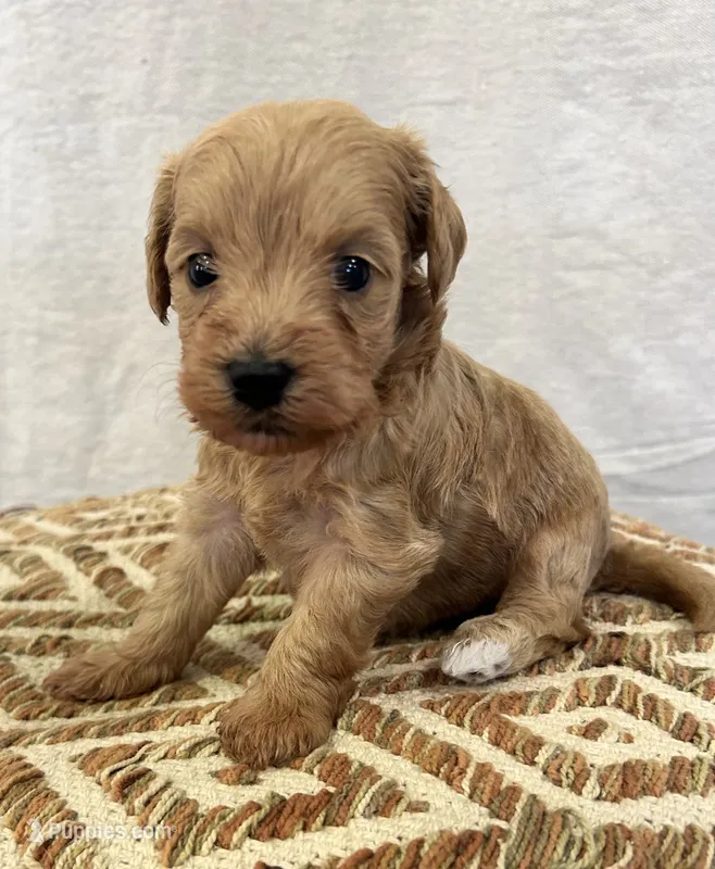 Female 1 – Schnoodle puppy for sale in Linn, MO