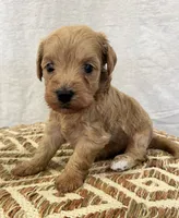 Female 1, a female Schnoodle for sale in Linn, MO – 1 of 1