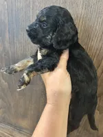 Puppy 3, a female Cockapoo for sale in Linn, MO – 4 of 4
