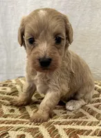 Female 2, a female Schnoodle for sale in Linn, MO – 1 of 1