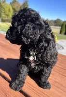 Female 4, a female Aussiedoodle for sale in Linn, MO – 3 of 5