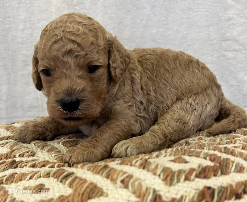 Female 3 – Goldendoodle puppy for sale in Linn, MO