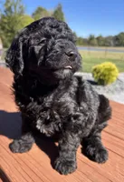 Male 1, a male Aussiedoodle for sale in Linn, MO – 3 of 3