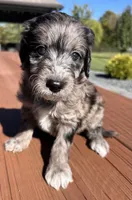 Female 1, a female Aussiedoodle for sale in Linn, MO – 2 of 3