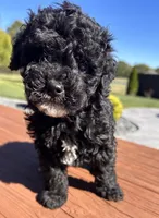 Female 3, a female Aussiedoodle for sale in Linn, MO – 4 of 5