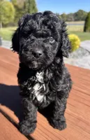 Female 4, a female Aussiedoodle for sale in Linn, MO – 2 of 5