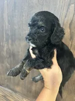 Puppy 2, a male Cockapoo for sale in Linn, MO – 3 of 5