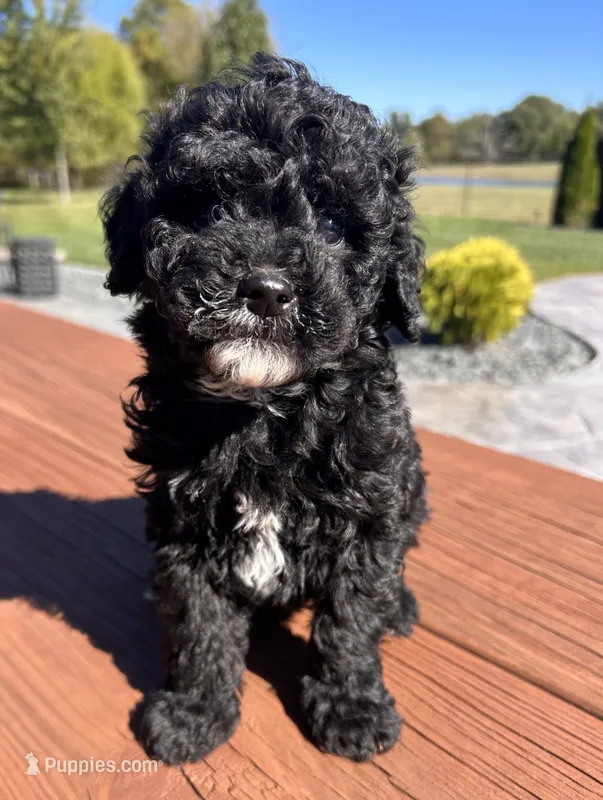 Female 3 – Aussiedoodle puppy for sale in Linn, MO