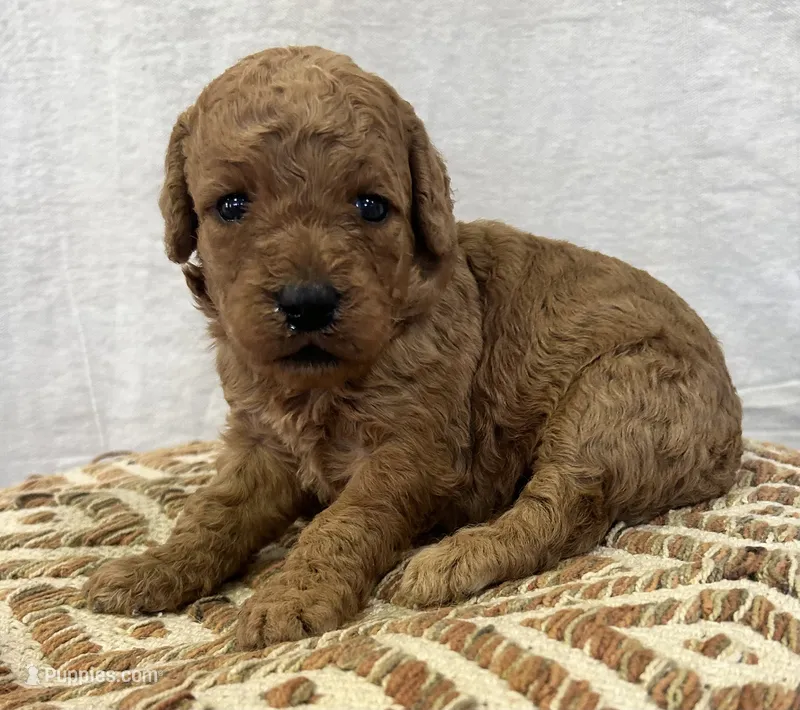 Female 3 – Goldendoodle puppy for sale in Linn, MO