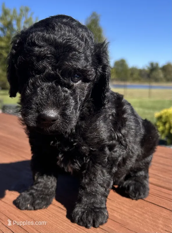 Male 1 – Aussiedoodle puppy for sale in Linn, MO