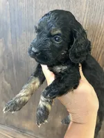 Puppy 3, a female Cockapoo for sale in Linn, MO – 3 of 4