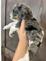 Puppy 1, a male Cockapoo for sale in Linn, MO – 3 of 4