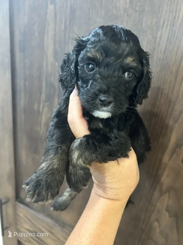 Puppy 2 – Cockapoo puppy for sale in Linn, MO