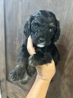 Puppy 2, a male Cockapoo for sale in Linn, MO – 1 of 5