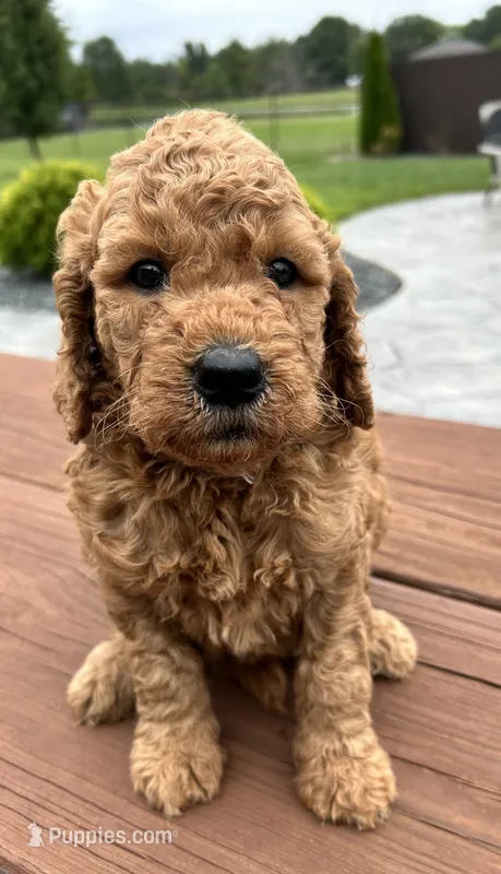 Female 1 – Goldendoodle puppy for sale in Linn, MO