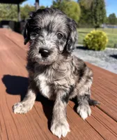 Female 1, a female Aussiedoodle for sale in Linn, MO – 1 of 3