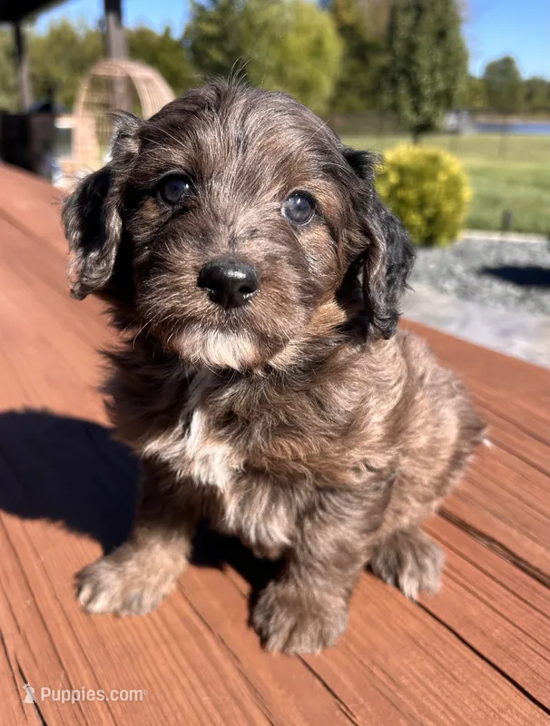 Female 2 – Aussiedoodle puppy for sale in Linn, MO