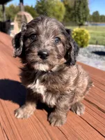 Female 2, a female Aussiedoodle for sale in Linn, MO – 1 of 4