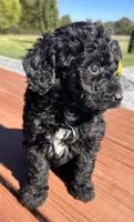 Female 4, a female Aussiedoodle for sale in Linn, MO – 5 of 5