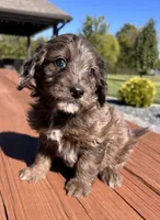Female 2, a female Aussiedoodle for sale in Linn, MO – 3 of 4