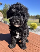 Female 3, a female Aussiedoodle for sale in Linn, MO – 2 of 5