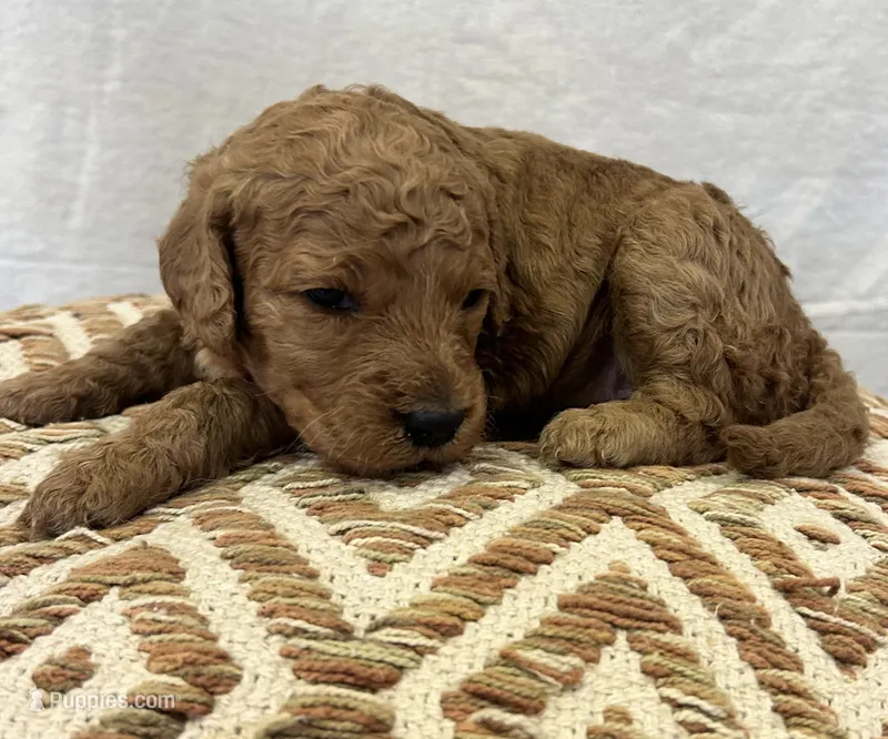 Female 1 – Goldendoodle puppy for sale in Linn, MO