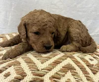 Female 1, a female Goldendoodle for sale in Linn, MO – 1 of 1