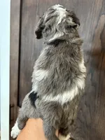 Puppy 1, a male Cockapoo for sale in Linn, MO – 2 of 4