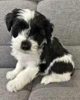 processed/6b859b27-3bfe-4cc8-94c8-f10fff87fe09/listing/b9005dd2-f6bc-43d6-b651-3a2608eb4dd5/e5a9e38b-d861-4296-a1d6-8436be2ffa02