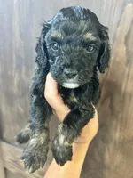 Puppy 2, a male Cockapoo for sale in Linn, MO – 5 of 5
