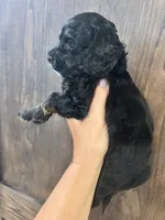 Puppy 2, a male Cockapoo for sale in Linn, MO – 4 of 5