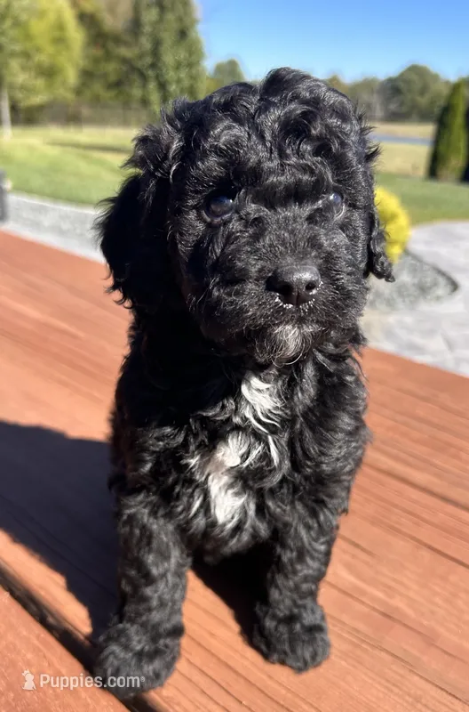Female 4 – Aussiedoodle puppy for sale in Linn, MO