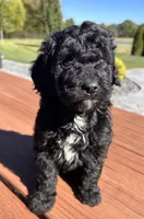 Female 4, a female Aussiedoodle for sale in Linn, MO – 1 of 5