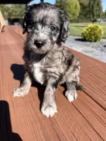 Female 1, a female Aussiedoodle for sale in Linn, MO – 3 of 3