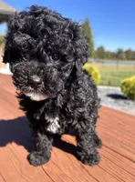Female 3, a female Aussiedoodle for sale in Linn, MO – 3 of 5