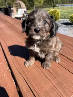 Female 2, a female Aussiedoodle for sale in Linn, MO – 4 of 4