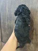 Puppy 2, a male Cockapoo for sale in Linn, MO – 2 of 5