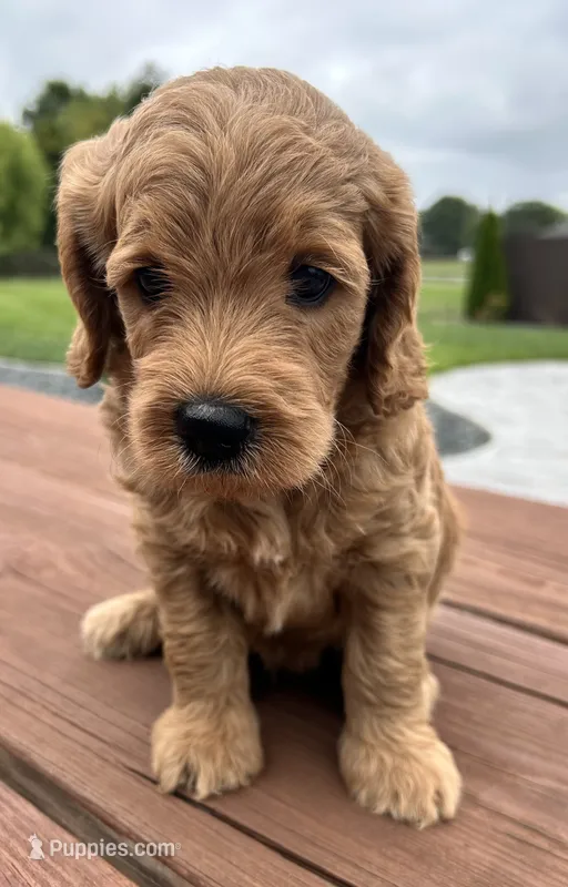 Male 1 – Goldendoodle puppy for sale in Linn, MO
