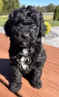 Female 4, a female Aussiedoodle for sale in Linn, MO – 4 of 5