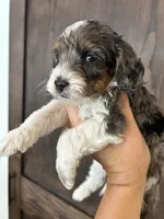 Puppy 1, a male Cockapoo for sale in Linn, MO – 4 of 4