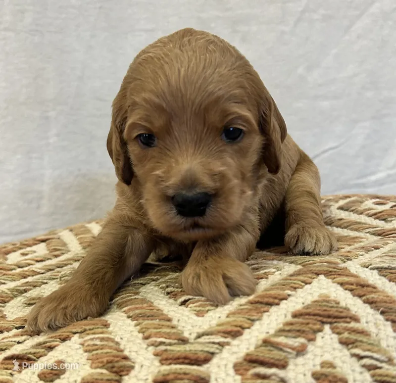Male 1 – Goldendoodle puppy for sale in Linn, MO