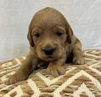 Male 1, a female Goldendoodle for sale in Linn, MO – 1 of 1