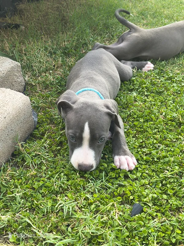 Bluey – American Pit Bull Terrier puppy for sale in Phoenix, AZ
