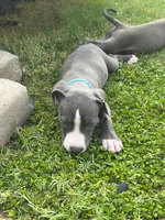 Bluey, a female American Pit Bull Terrier for sale in Phoenix, AZ – 1 of 5