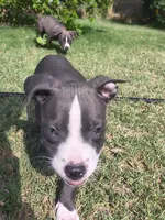 Uno, a male American Pit Bull Terrier for sale in Phoenix, AZ – 4 of 4