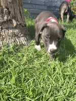 Chilli, a female American Pit Bull Terrier for sale in Phoenix, AZ – 4 of 4