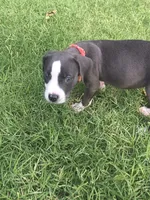 Bingo, a female American Pit Bull Terrier for sale in Phoenix, AZ – 2 of 3