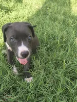 Chilli, a female American Pit Bull Terrier for sale in Phoenix, AZ – 2 of 4