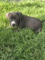 Chilli, a female American Pit Bull Terrier for sale in Phoenix, AZ – 3 of 4